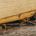 Pest control Melbourne