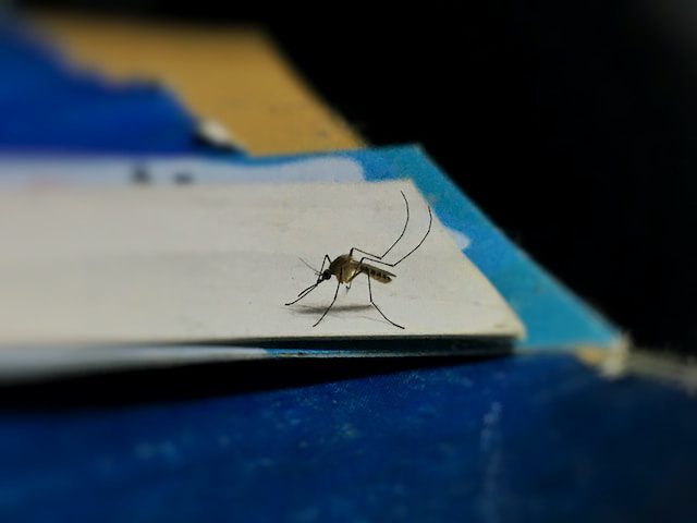 Mosquito