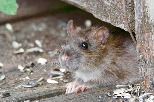 The Importance Of Regular Rodent Control