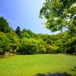 Lush Green Lawn